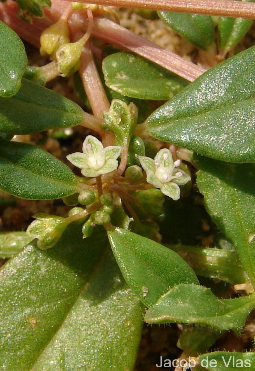 Gisekia pharnaceoides L.